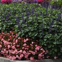 Big Blue Salvia interspecific