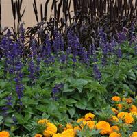 Big Blue Salvia interspecific