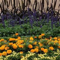 Big Blue Salvia interspecific
