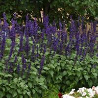 Big Blue Salvia interspecific