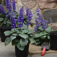 Big Blue Salvia interspecific