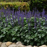 Big Blue Salvia interspecific