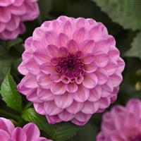 City Lights™ Lavender Pink 26 Dahlia