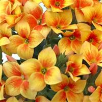 Mandala<sup>®</sup> Apricot Iris Kalanchoe