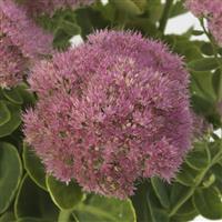 Sedum spectabile Spectacular