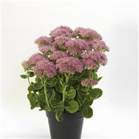 Sedum spectabile Spectacular