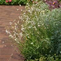 Gaura lindheimeri Belleza<sup>®</sup> White