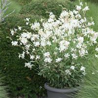 Gaura lindheimeri Belleza<sup>®</sup> Early White