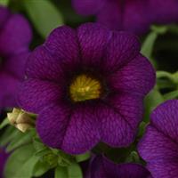 MiniFamous<sup>®</sup> Neo Dark Blue Calibrachoa