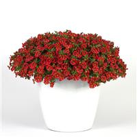 MiniFamous<sup>®</sup> Neo Red Hawaii Calibrachoa