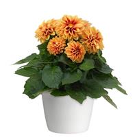 Dahlietta<sup>®</sup> Candy Dahlia