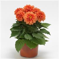 Dahlietta<sup>®</sup> Rachel Dahlia