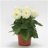 Dahlietta<sup>®</sup> Blanca Dahlia