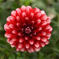 Dalaya<sup>®</sup> Red Lace Dahlia