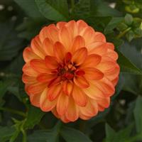 Dalaya<sup>®</sup> Red+Yellow Eye Dahlia
