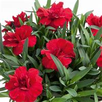 Oscar<sup>®</sup> Cherry Dianthus
