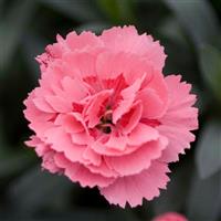 Oscar<sup>®</sup> Pink Dianthus