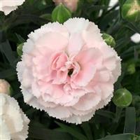 Dianthus SuperTrouper™ Appleblossom