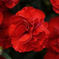 Dianthus SuperTrouper™ Scarlet