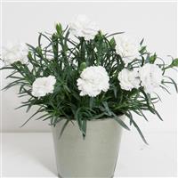 Dianthus SuperTrouper™ White
