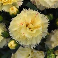 Dianthus SuperTrouper™ Yellow