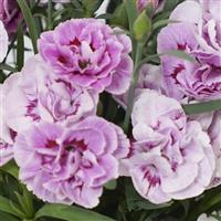 Dianthus SuperTrouper™ Lavender+Eye