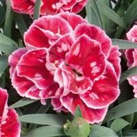 Dianthus SuperTrouper™ Red+Pink
