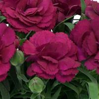 Dianthus SuperTrouper™ Purple 26