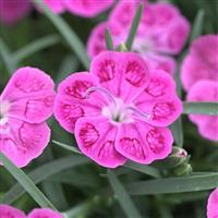 Dianthus Pashmina™ Pink+White