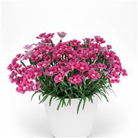 Dianthus Pashmina™ Magenta+White