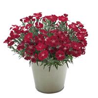 Dianthus Pashmina™ Berry Red