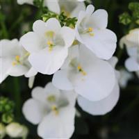 Piccadilly™ White Diascia