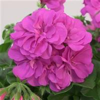 Royal™ Blue Ivy Geranium