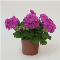 Royal™ Blue Ivy Geranium