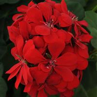 Royal™ Scarlet Red Ivy Geranium