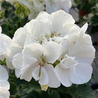 Moonlight™ White Zonal Geranium