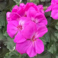 Moonlight™ Ice Blue Zonal Geranium