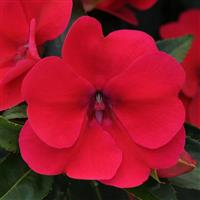 Bounce™ Cherry Interspecific Impatiens