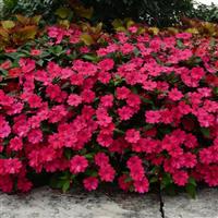 Bounce™ Cherry Interspecific Impatiens