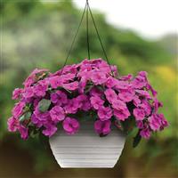 Bounce™ Violet Interspecific Impatiens