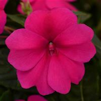 Bounce™ Violet Interspecific Impatiens