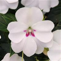 Bounce™ White Interspecific Impatiens