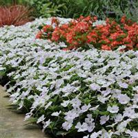 Bounce™ White Interspecific Impatiens