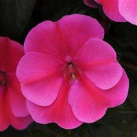Bounce™ Pink Flame Interspecific Impatiens