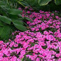 Bounce™ Pink Flame Interspecific Impatiens