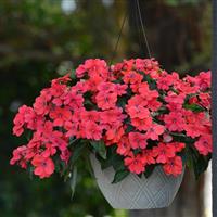Bounce™ Bright Coral Interspecific Impatiens