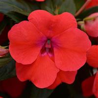 Bounce™ Bright Coral Interspecific Impatiens