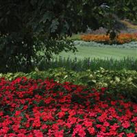 Bounce™ Bright Coral Interspecific Impatiens