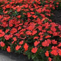 Bounce™ Bright Coral Interspecific Impatiens