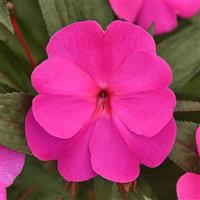 ColorPower™ Violet Shadow New Guinea Impatiens